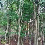 Jual Pohon Jakaranda