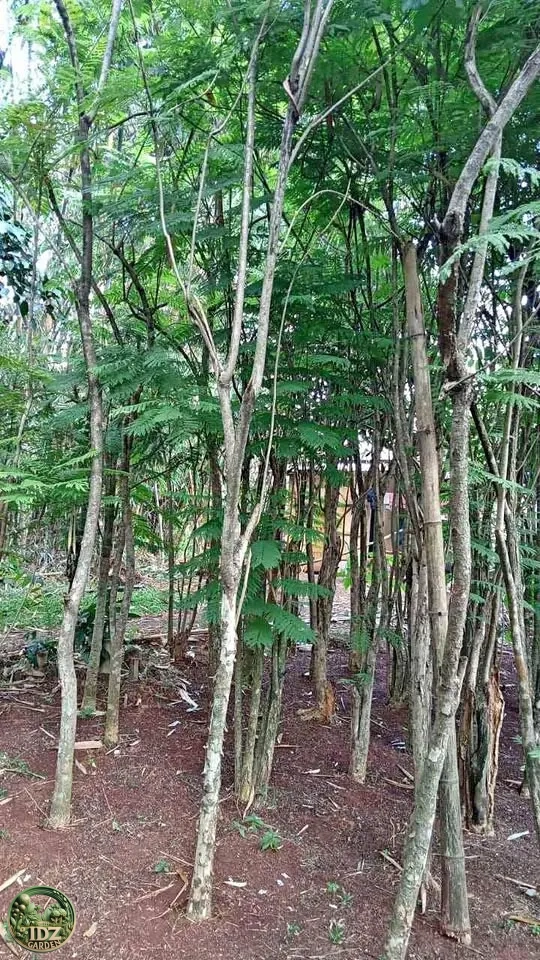 Jual Pohon Jakaranda