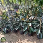 Jual Pohon Karet Kebo Daun Hitam Harga Mulai Rp.70.000 - foto 2