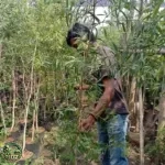 Jual Pohon Kayu Putih