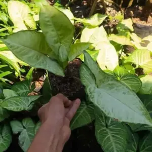 Jual Pohon Keladi Syngonium podophyllum Harga Rp.15.000an