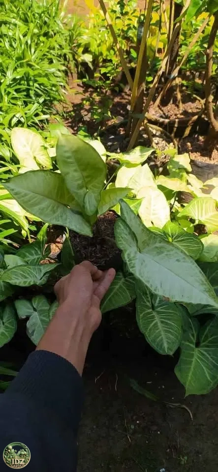 Jual Pohon Keladi Syngonium podophyllum Harga Rp.15.000an
