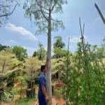 Jual Pohon Kelor Afrika