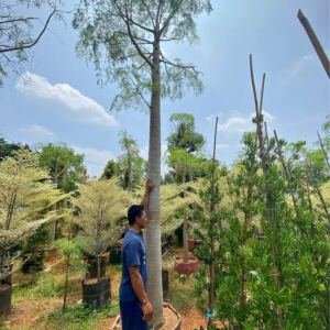 Jual Pohon Moringa (Kelor Afrika) Ukuran Kecil Hingga Besar
