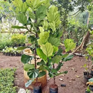 Jual Tanaman Ketapang Biola Harga Mulai Rp.50.000