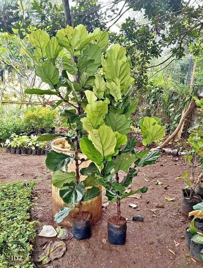 Jual Pohon Ketapang Biola Cantik