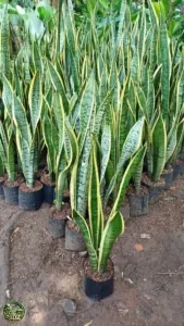 Jual Tanaman Lidah Mertua Sansevieria Kuning