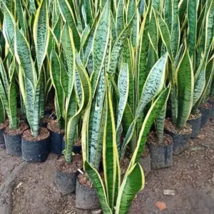Jual Tanaman Lidah Mertua Sansevieria Kuning