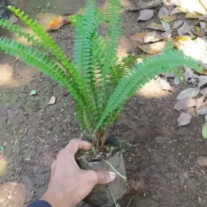 Jual Pohon Pakis Kelabang Harga Murah Rp.15.000
