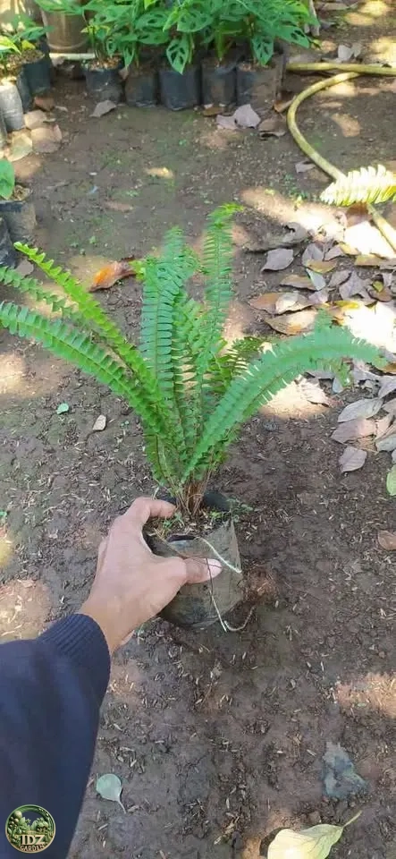 Jual Pohon Pakis Kelabang