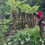 Jual Pohon Pakis Monyet / Pakis Kera Harga Murah - foto 2