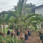 Jual Pohon Palem Botol Bibit Hingga Tinggi Batang 1 Meter - foto 1