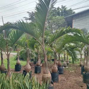 Jual Pohon Palem Botol Bibit Hingga Tinggi Batang 1 Meter