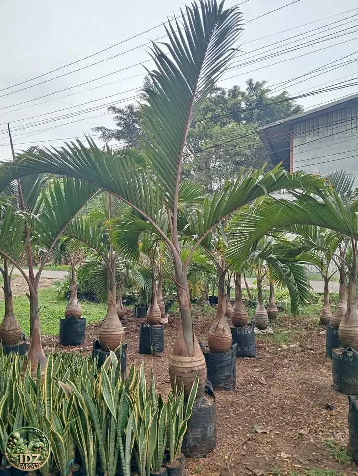 Jual Pohon Palem Botol Bibit Hingga Tinggi Batang 1 Meter
