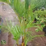 Jual Pohon Palem Kuning
