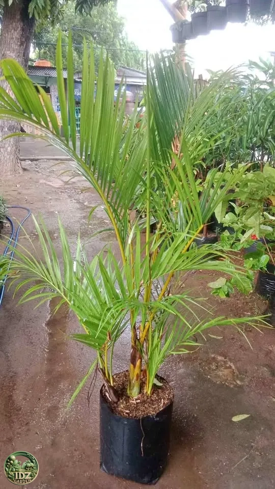Jual Pohon Palem Kuning