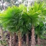 Jual Pohon Palem Sadeng Minyak