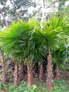 Jual Pohon Palem Sadeng Minyak Harga Murah