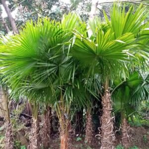 Jual Pohon Palem Sadeng Minyak Harga Murah
