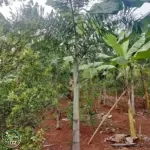 Jual Pohon Palem ekor Tupai
