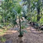 Jual Pohon Palem waregu