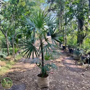 Jual Pohon Palem waregu
