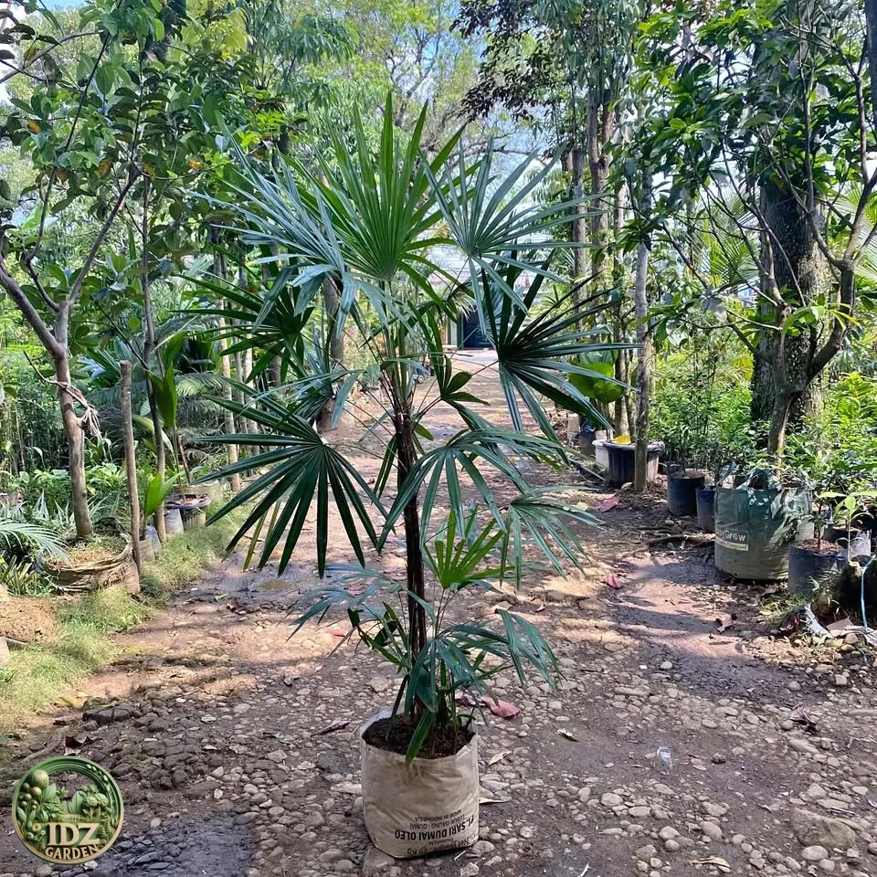 Jual Pohon Palem waregu