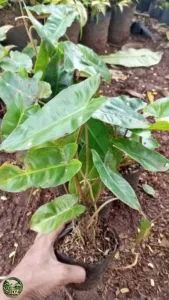 Jual Tanaman Philo Brekele - Pohon Brekele Harga Murah Rp.15.000