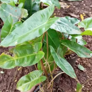 Jual Tanaman Philo Brekele – Pohon Brekele Harga Murah Rp.15.000