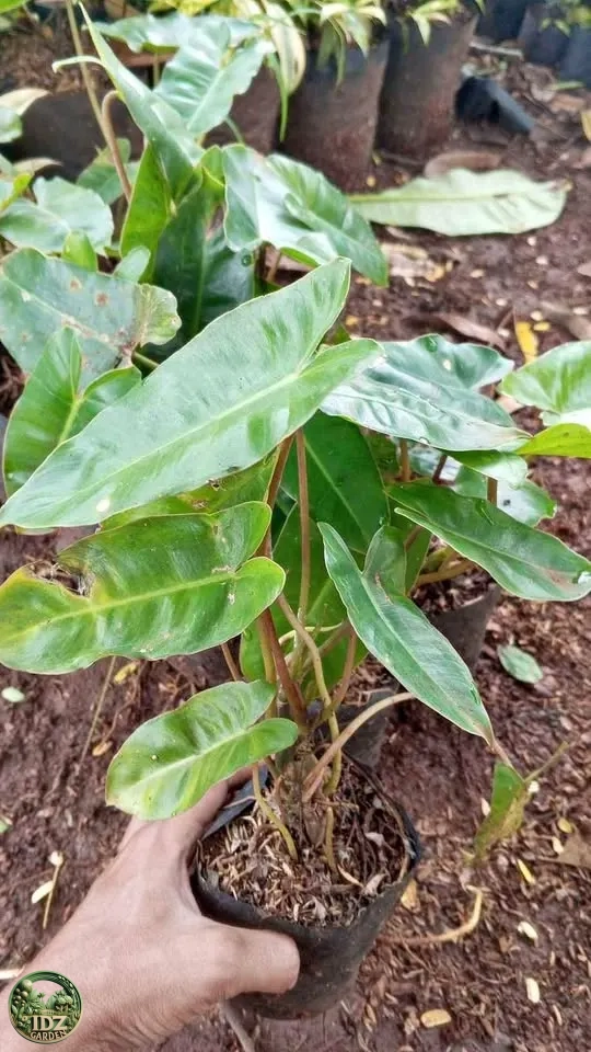 Jual Pohon Philo Brekele