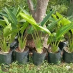 Jual Pohon Pisang Kipas