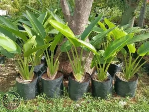 Jual Pohon Pisang Kipas Tinggi 50 Cm - 2 Meter