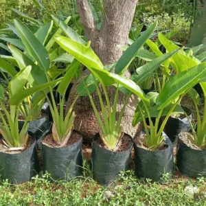 Jual Pohon Pisang Kipas Tinggi 50 Cm – 2 Meter
