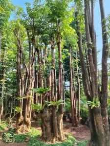 Jual Pohon Pule Geruping