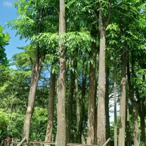 Jual Pohon Pule Single Harga Murah Siap Kirim