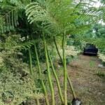 Jual Pohon Solobium