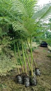 Jual Pohon Schizolobium / Solobium Parahyba Pakis Brazil