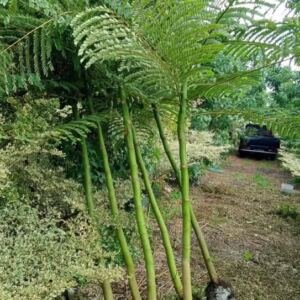 Jual Pohon Schizolobium / Solobium Parahyba Pakis Brazil