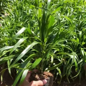 Jual Pohon Suji Dracaena angustifolia Harga Muarah Rp.15.000