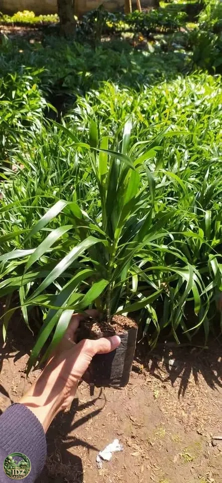 Jual Pohon Suji Dracaena angustifolia