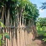 Jual Pohon Tabebuya Rosea