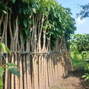 Jual Pohon Tabebuya Rosea (Tabebuya Pink)
