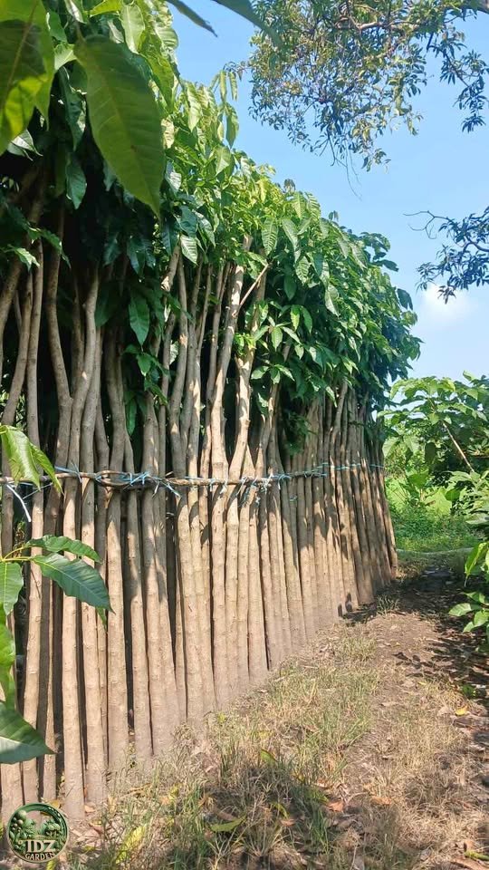 Jual Pohon Tabebuya Rosea