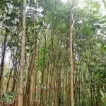 Jual Pohon Tanjung