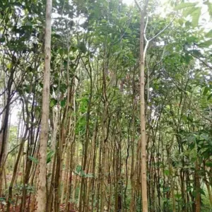 Jual Pohon Tanjung Harga Murah