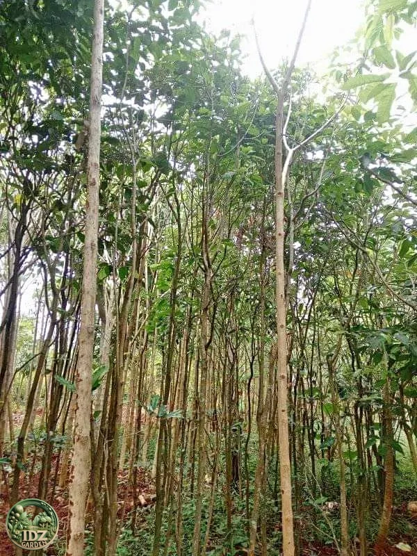 Jual Pohon Tanjung