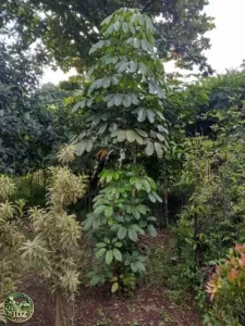 Jual Pohon Walisongo Ukuran 50 cm - 3 Meter