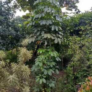 Jual Pohon Walisongo Ukuran 50 cm – 3 Meter