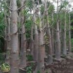 Jual Pohon Baobab (Kaki Gajah) - foto 2