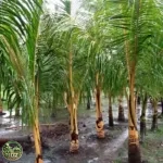 Jual Pohon kelapa Kuning